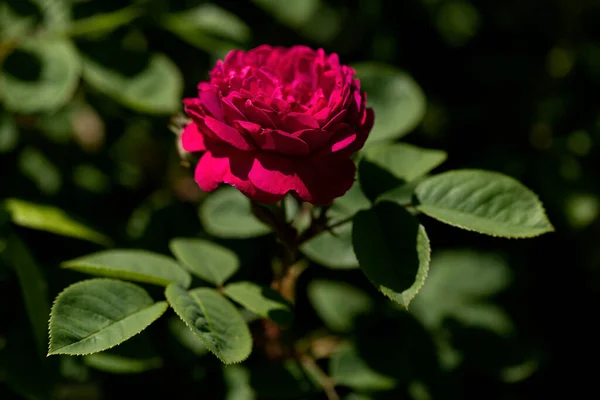 Egyedülálló Vörös Rózsa Rosa Kertben — Stock Fotó