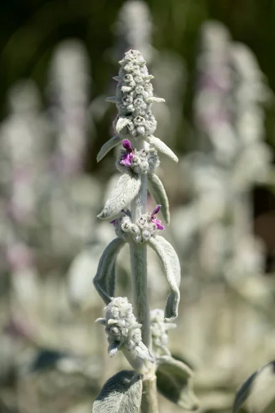Virágzó Stachys Byzantina Kertben — Stock Fotó