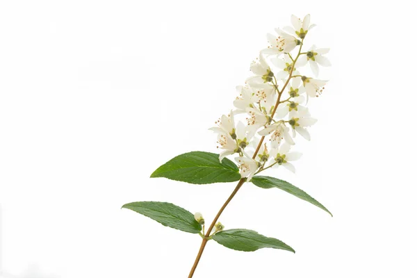 Kwitnący Detal Krzewu Deutzia Białym — Zdjęcie stockowe