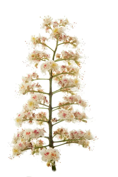 Blüten Eines Kastanienbaums Auf Weiß — Stockfoto