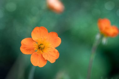 Nelkenwurz (Geum heldreichii sigiswang)