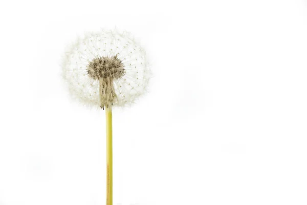 Dandelion Seeds White Background — Stock Photo, Image