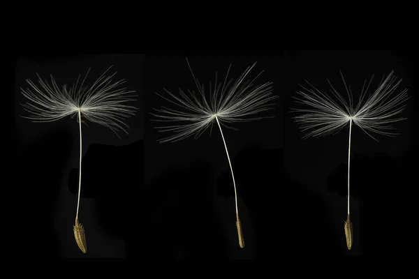Three Dandelion Seeds Black Background — Stockfoto