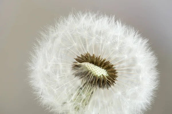 Delicate Dandelion Seeds Macro Shot — 图库照片