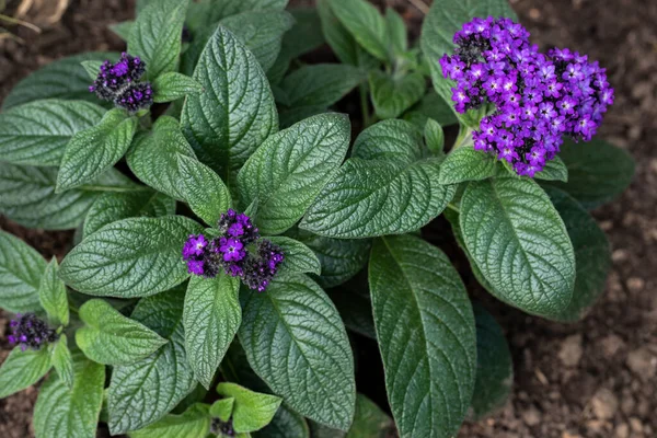 Heliotropium Arborescens Flower Garden — ストック写真