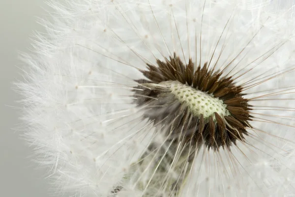 Delicate Dandelion Seeds Macro Shot — Stock Photo, Image