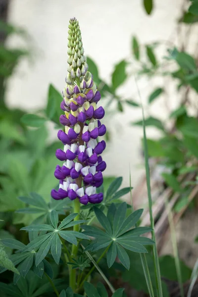 Blooming Lupinus Plant Garden — Stock fotografie