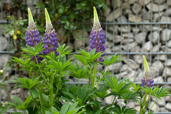 Virágzó Lupinus Növény Kertben — Stock Fotó