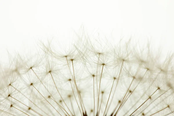 Delicate Dandelion Seeds Macro Shot — Stockfoto