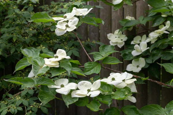 Baharda Çiçek Açan Cornus Kousa Ağacı — Stok fotoğraf