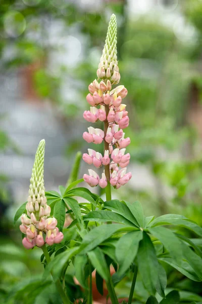 Kvetoucí Lupinus Rostlina Zahradě — Stock fotografie