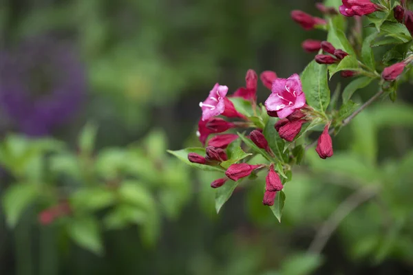 Blomming Weigela Bush Garden — 图库照片