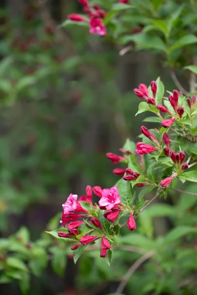 Blomming Weigela Bush Garden — ストック写真