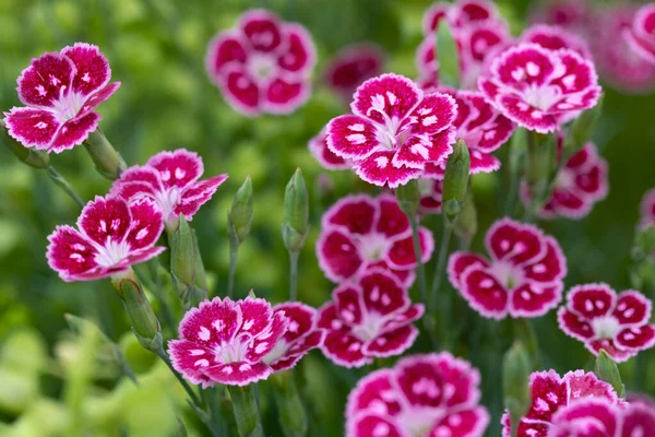 Dianthus Hybride Flowers Jane Austen — Stockfoto