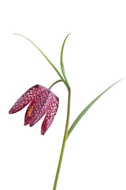 Beyaz arkaplanda damalı zambak (Fritillaria meleagris) çiçeği