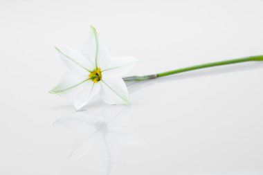 Beyaz arkaplanda yalıtılmış tek bir Ipheion çiçeği
