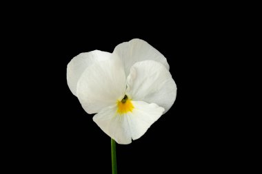 Siyah arka planda beyaz viyola cornuta çiçeği