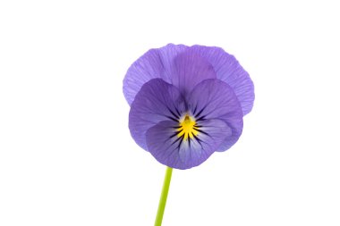 Viola cornuta beyaz arkaplanda izole