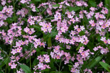 Pembe beni unutur Bahçede çiçek açmaz