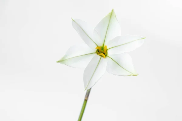 Single Ipheion Flower Isolated White Background — ストック写真