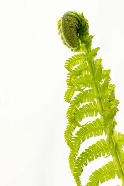 Single Young Fern Leave White — Photo