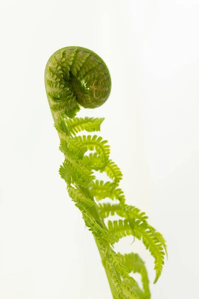 Single Young Fern Leave White — 图库照片