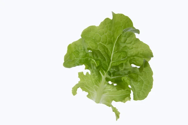 Single Lettuce Leaf White Background — Stock fotografie