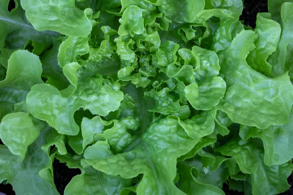 Fresh Lettuce Background — Stock Photo, Image