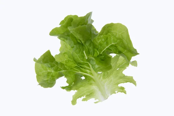 Single Lettuce Leaf White Background — Stock fotografie
