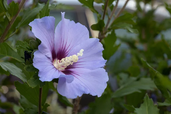 Single Hibiscus Flower Garden — 图库照片