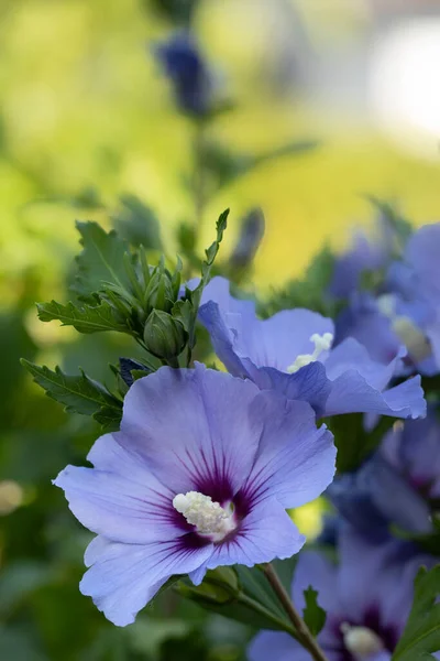 Jednoduchý Ibiškový Květ Zahradě — Stock fotografie