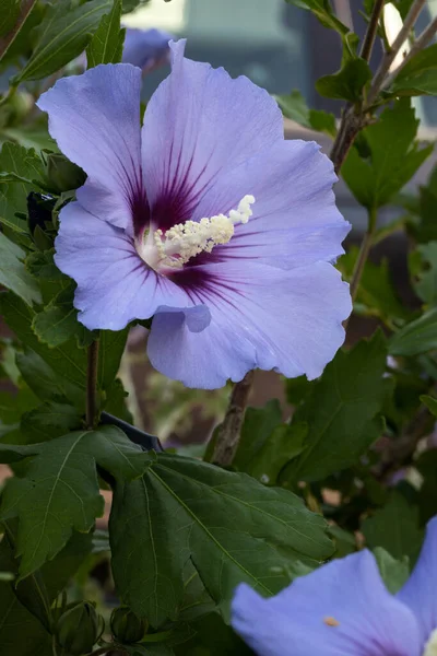 Jednoduchý Ibiškový Květ Zahradě — Stock fotografie