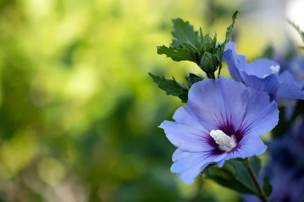 Single Hibiscus Flower Garden — 图库照片