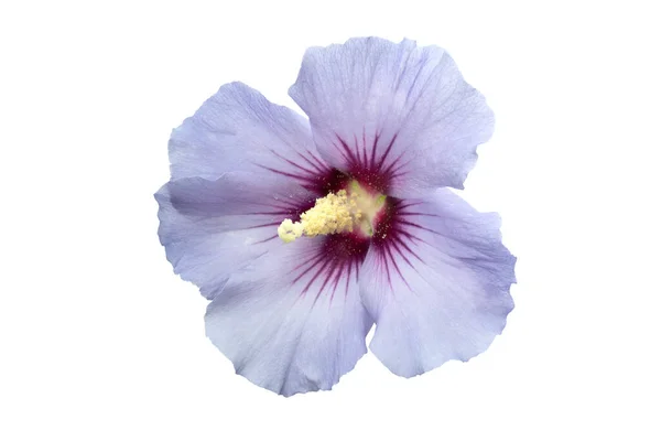 Single Hibiscus Flower Isolated White Background ロイヤリティフリーのストック写真