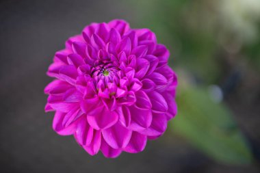 Single dhalia flower in thge garden