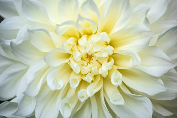 Single Dhalia Flower Thge Garden — Stock Photo, Image