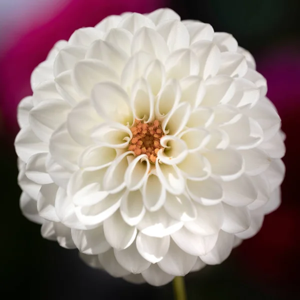 Single Dhalia Flower Thge Garden — Stock Fotó