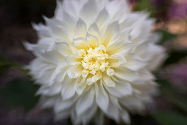 Single Dhalia Flower Thge Garden — 스톡 사진