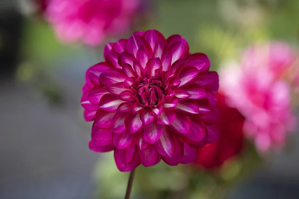 Single Dhalia Flower Thge Garden — ストック写真