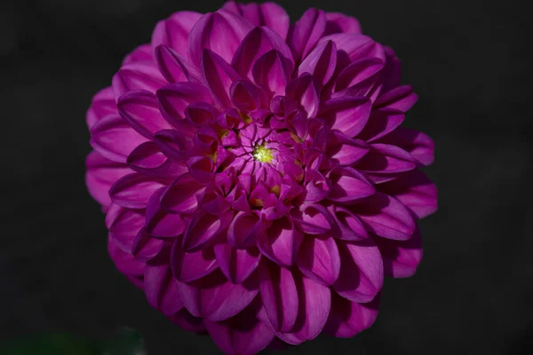 Single Dhalia Flower Thge Garden — Stockfoto