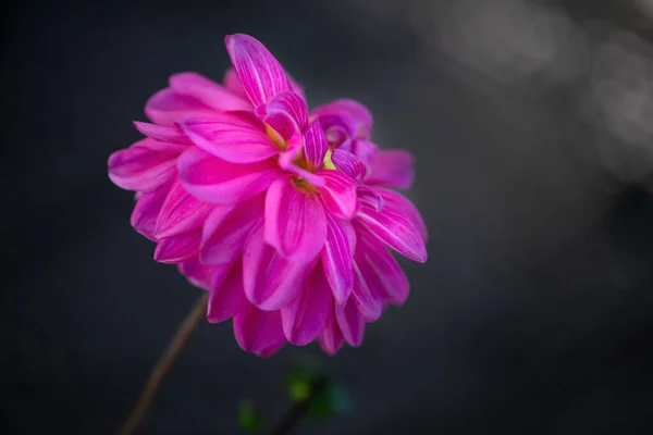 Single Dhalia Flower Thge Garden — стоковое фото