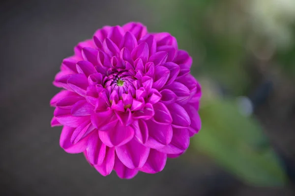 Одиночна Квітка Дхалії Саду Крохмалю — стокове фото