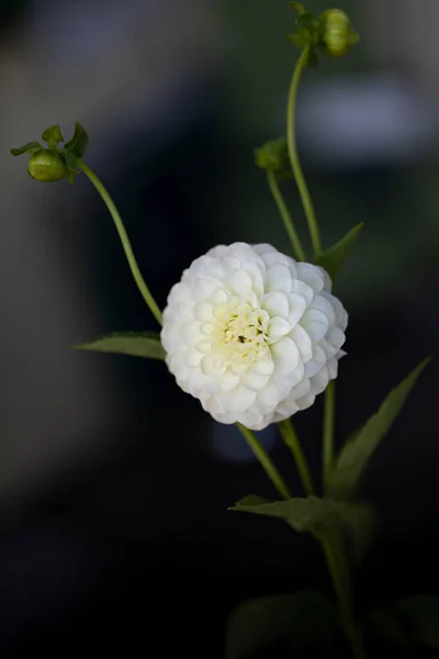Single Dhalia Flower Thge Garden — Photo