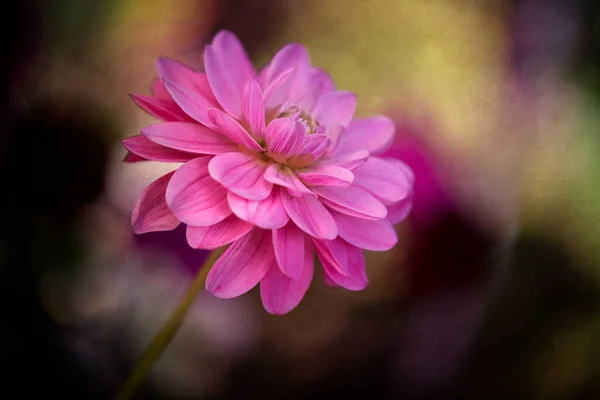 Single Dhalia Flower Texture Overlay — Stock Fotó