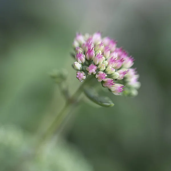 Blooming Sedum Telephium Plant Garden — Fotografia de Stock