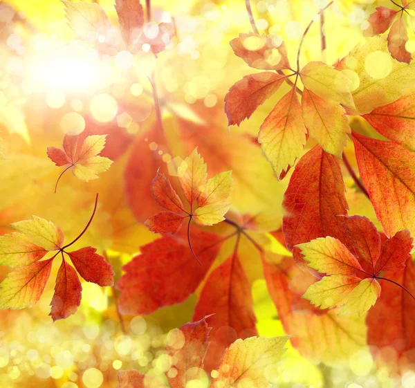 Autumn, background — Stock Photo, Image