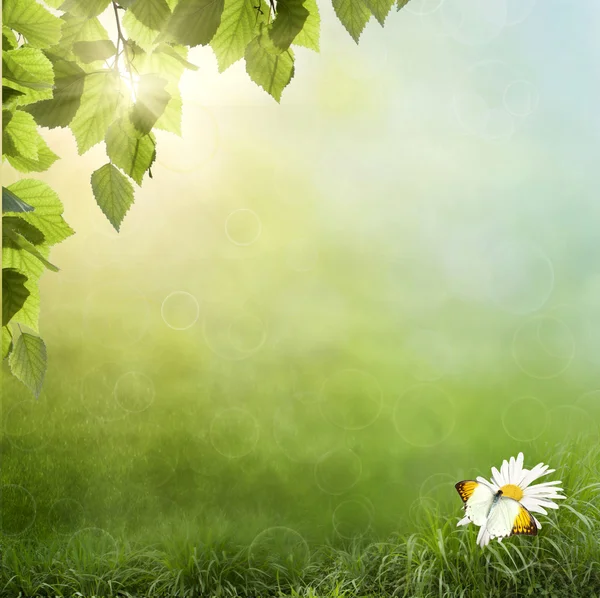 Flor de manzanilla en hierba — Foto de Stock