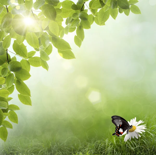 Heřmánek květ v trávě — Stock fotografie