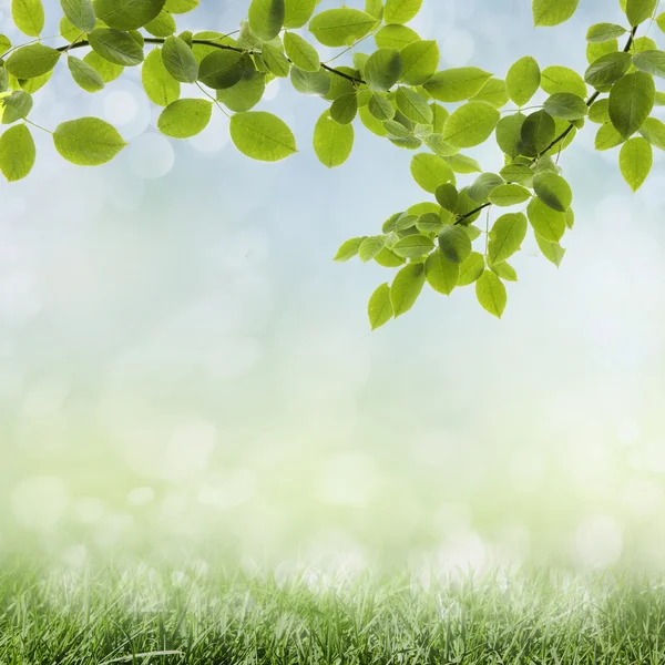 Natuurlijke groene achtergrond — Stockfoto