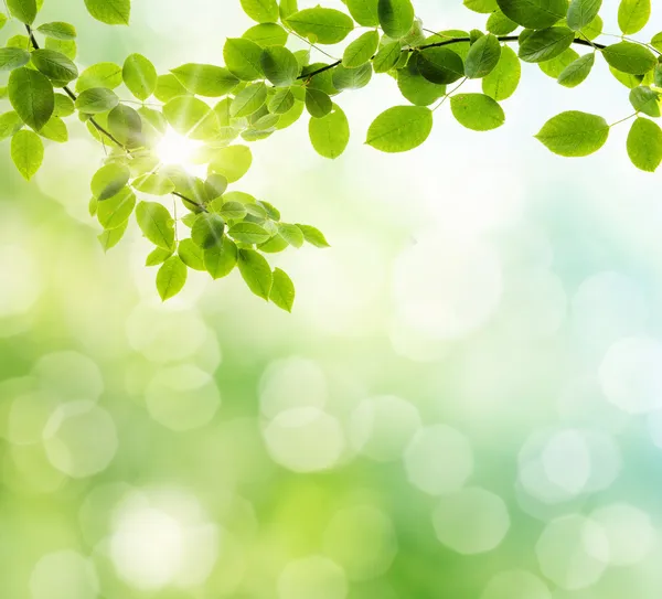 Spring backgrounds Stock Photos, Royalty Free Spring backgrounds Images ...